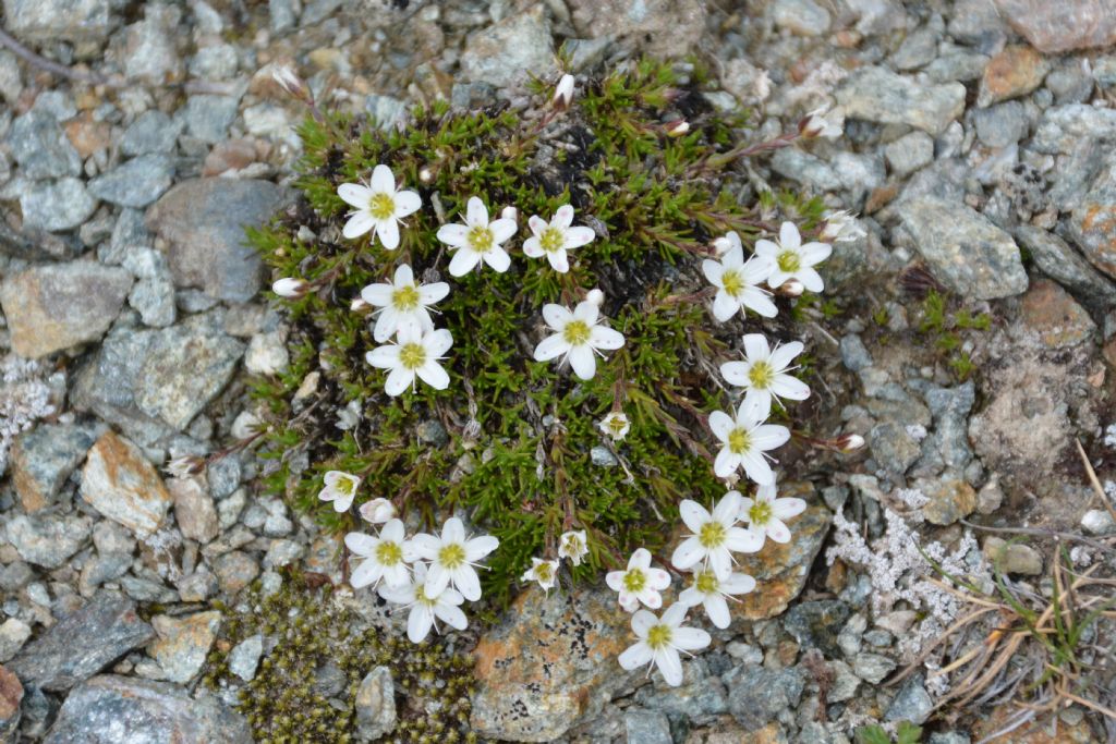 Sabulina verna (ex Minuartia verna) e Minuartia recurva